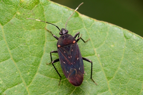 Neolethaeus assamensis (Distant, 1901)