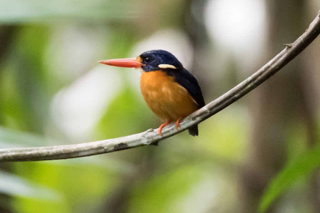 Moluccan Dwarf-Kingfisher (Ceyx lepidus) photo
