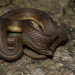 Striped Stream Snake - Photo (c) Artur Tomaszek, all rights reserved, uploaded by Artur Tomaszek