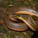 Bicoloured Stream Snake - Photo (c) Artur Tomaszek, all rights reserved, uploaded by Artur Tomaszek