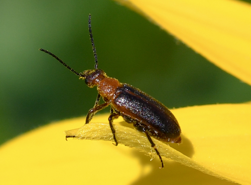 Zonitis cribricollis · iNaturalist