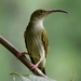 Gray-breasted Spiderhunter - Photo (c) D Diller, all rights reserved, uploaded by D Diller