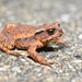 Earless Toad - Photo (c) HUANG QIN, all rights reserved, uploaded by HUANG QIN