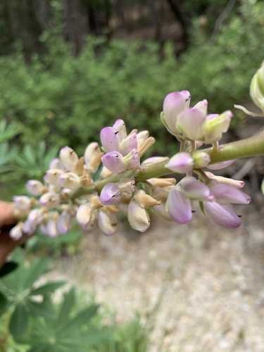 iNaturalist observation photo of Broadleaf Lupine