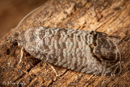 Codling Moth
