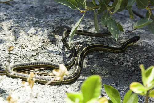 iNaturalist observation photo of Mountain Garter Snake