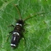 Entomobrya dorsalis - Photo (c) vivaxylocopa, all rights reserved, uploaded by vivaxylocopa