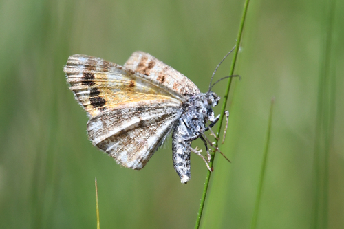 Isturgia famula