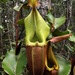 Nepenthes veitchii - Photo (c) Marco Plebani, todos los derechos reservados, subido por Marco Plebani