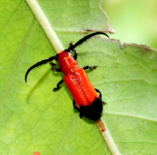 Cleonaria cingalensis