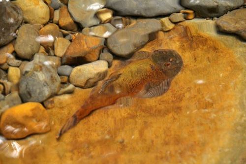 Gastromyzon lepidogaster