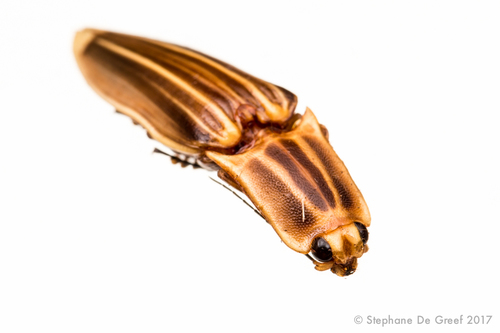 Genus Semiotus · iNaturalist