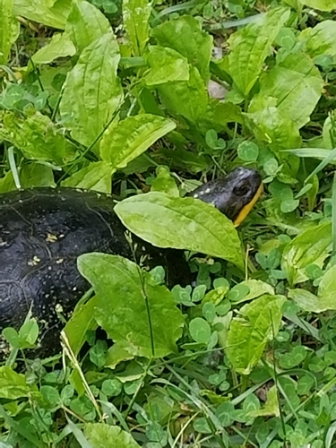 Blanding's Turtle
