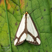 Leconte's Haploa Moth - Photo (c) Terri Norris, all rights reserved, uploaded by Terri Norris