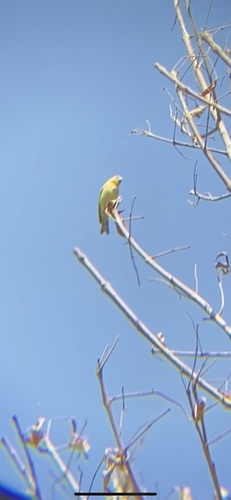 photo of Siskins And New World Goldfinches (Spinus)