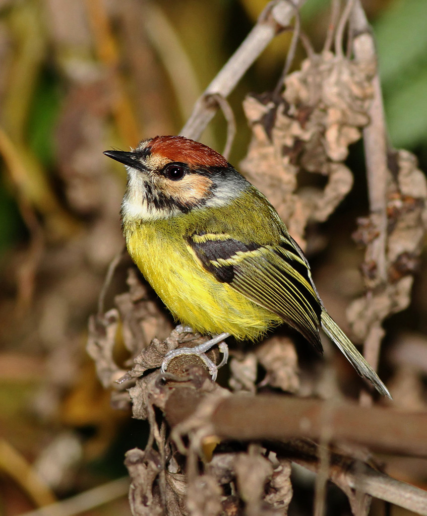 Rufous-crowned Tody-Flycatcher photo
