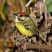 Rufous-crowned Tody-Flycatcher - Photo (c) Peter Hoell, all rights reserved, uploaded by Peter Hoell