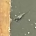 photo of Western Mosquitofish (Gambusia affinis)