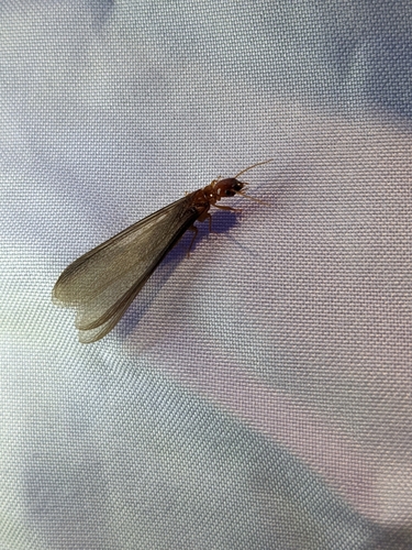 iNaturalist observation photo of Western Drywood Termite