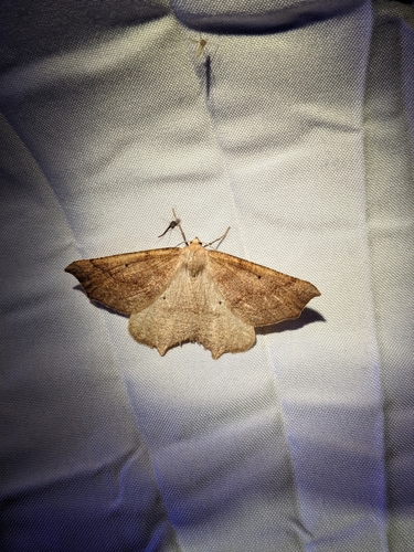 iNaturalist observation photo of Ennominae
