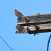 photo of American Kestrel (Falco sparverius)