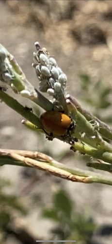 photo of Convergent Lady Beetle (Hippodamia convergens)