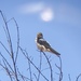 photo of American Barn Swallow (Hirundo rustica erythrogaster)