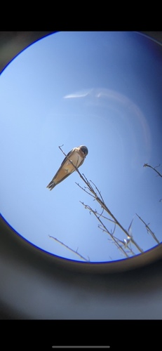 photo of Barn Swallow (Hirundo rustica)