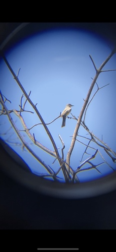 photo of Cassin's Kingbird (Tyrannus vociferans)