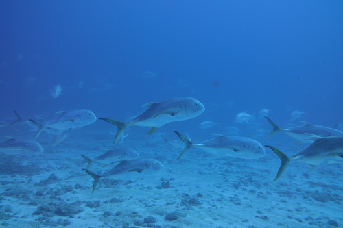 Atlantic Crevalle Jack