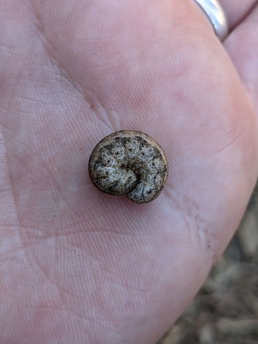 iNaturalist observation photo of Cutworms and Dart Moths