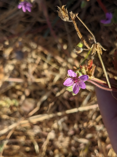 iNaturalist observation photo of Redstem Stork's-bill