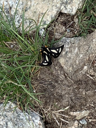 MacCulloch's Forester Moth