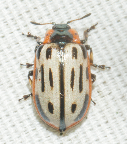 Cottonwood Leaf Beetle