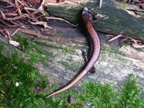 Cope’s Flat-footed Salamander