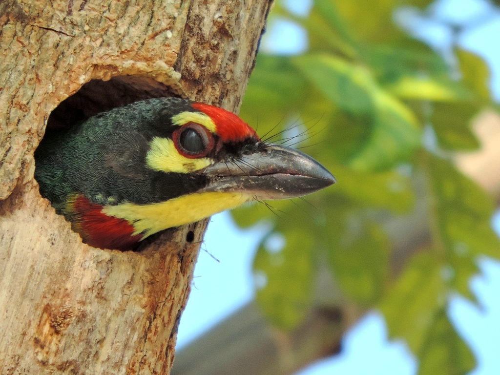Coppersmith Barbet