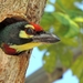 Coppersmith Barbet - Photo (c) johsan65, all rights reserved, uploaded by johsan65