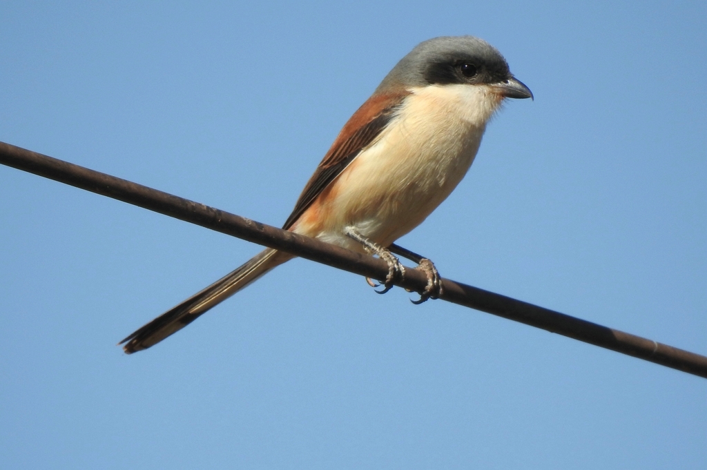 Burmese Shrike photo