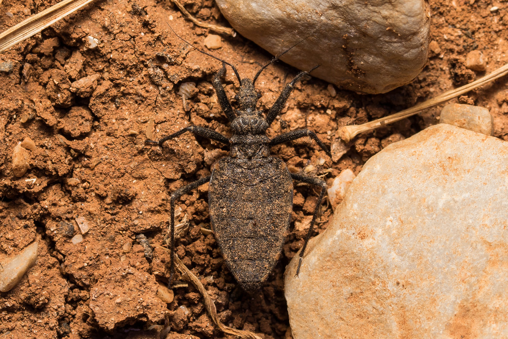 Holotrichius obtusangulus from Southern Aegean, Greece on June 13, 2021