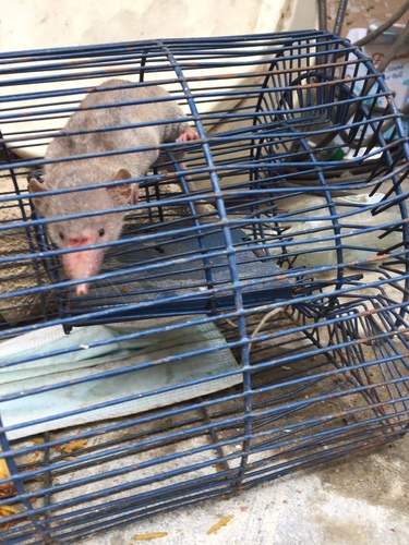 Pale Gray Shrew (Crocidura pergrisea) — Data Deficient Mammalia
