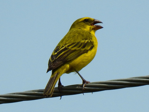 Brimstone Canary