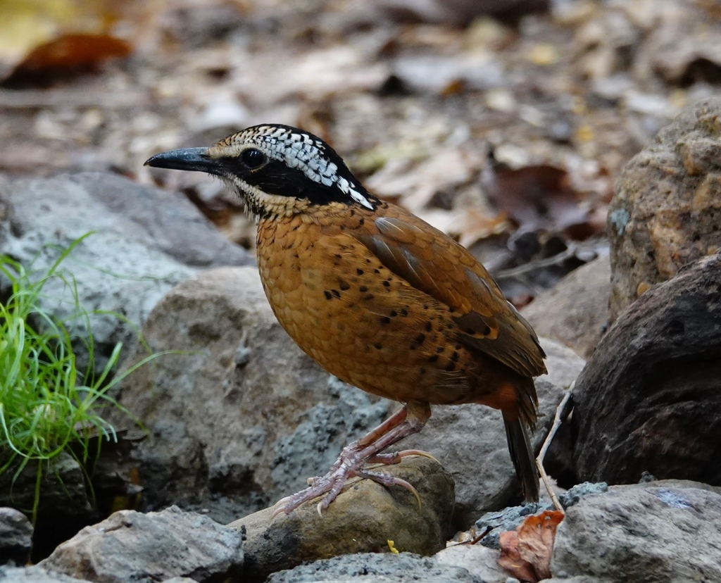Eared Pitta photo