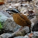 Eared Pitta - Photo (c) D Diller, all rights reserved, uploaded by D Diller