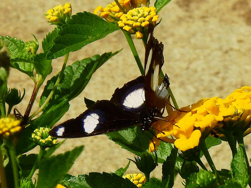 Danaid Eggfly