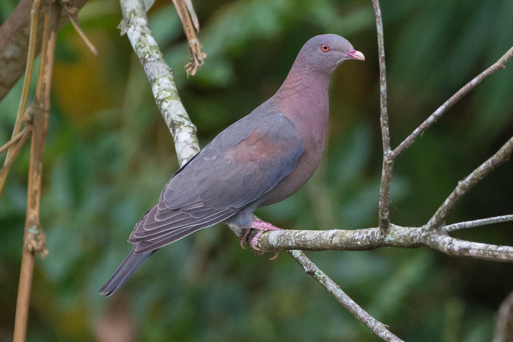 Red-billed Pigeon photo