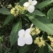 Hydrangea scandens chinensis - Photo (c) dearclarissa, all rights reserved