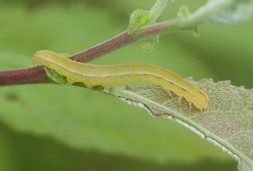 Herald Moth