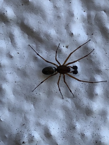 photo of Zodariid Spiders (Zodariidae)