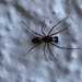 photo of Zodariid Spiders (Zodariidae)