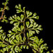 Jamesonia flexuosa - Photo (c) Carlos Augusto Mesa Londoño, todos los derechos reservados, subido por Carlos Augusto Mesa Londoño